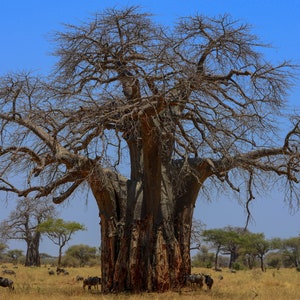 African Baobab Adansonia digitata 10 Seeds USA Company image 2