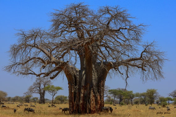 バオバブ　Adansonia digitata Adansonia digitata | Landscape Plants | Oregon State University