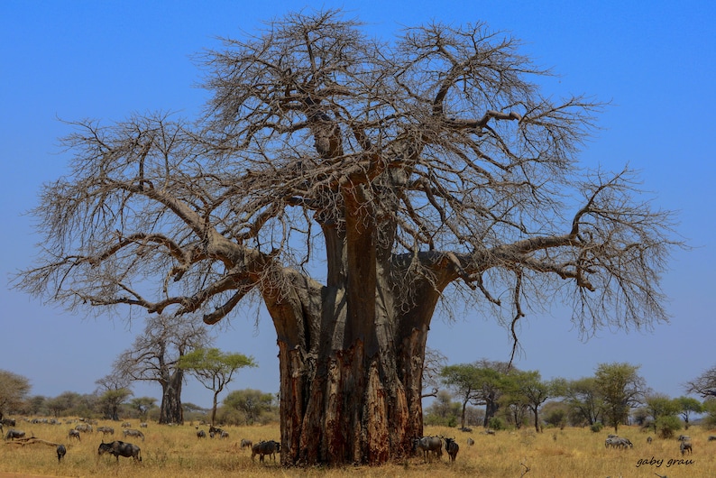 African Baobab Adansonia digitata 10 Seeds USA Company image 2
