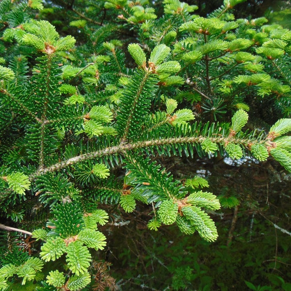 Fraser Fir   Abies fraseri   100 Seeds  USA Company