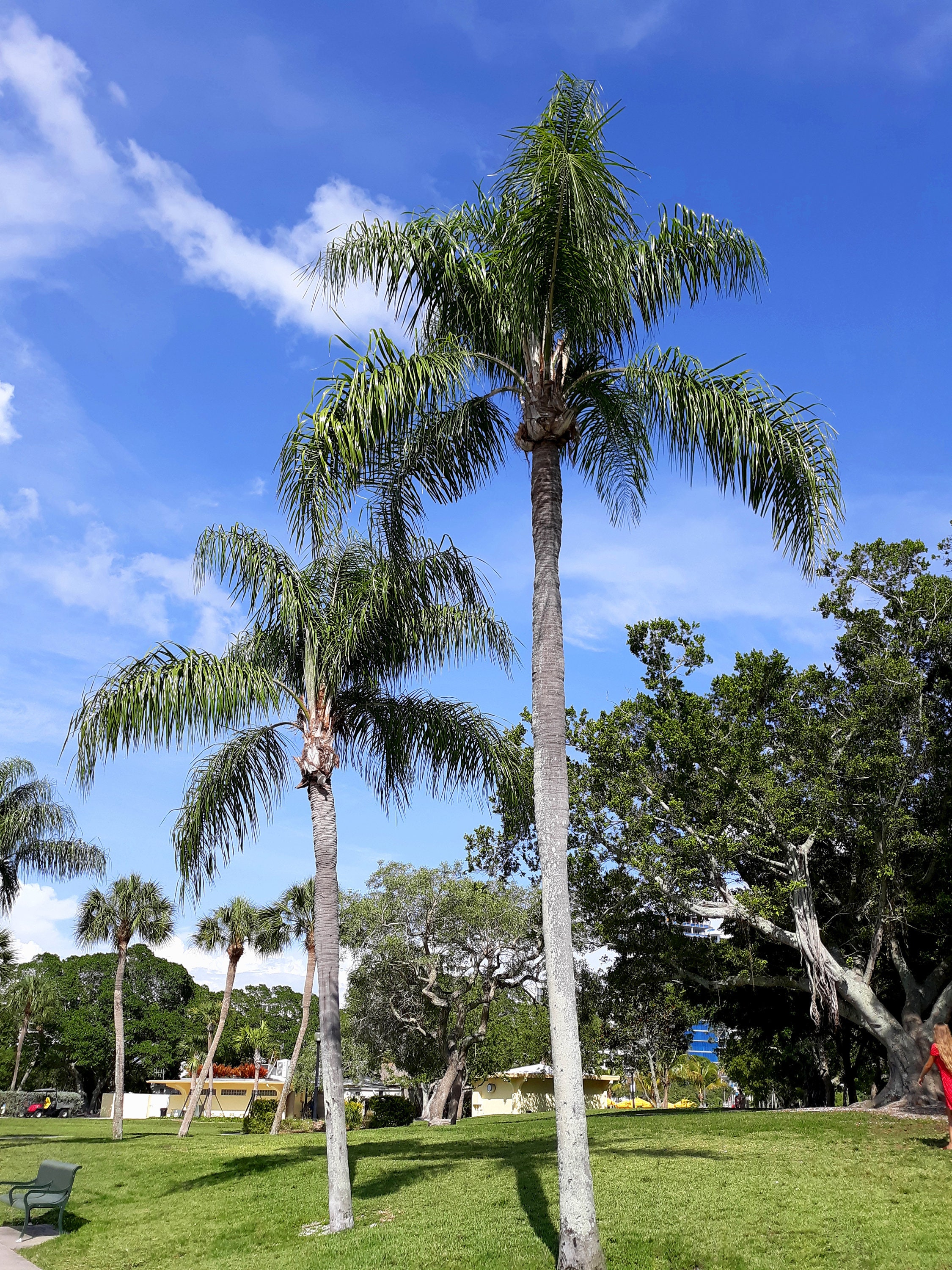 Queen Palm Tree Seeds Seeds ubicaciondepersonas.cdmx.gob.mx