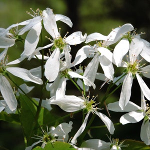Downy Serviceberry   Amelanchier arborea   10 Seeds