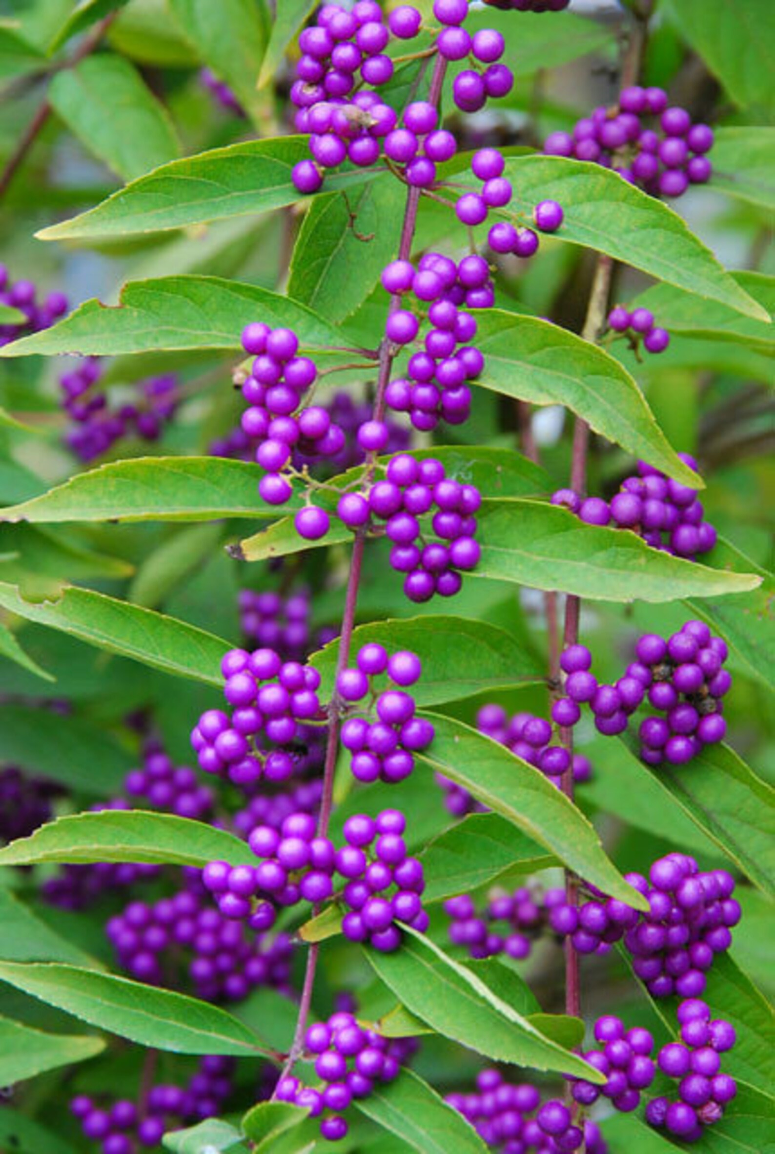 Purple Beautyberry Callicarpa Dichotoma 20 Seeds - Etsy