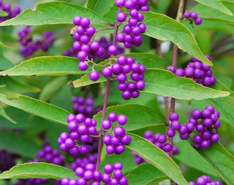 Purple Beautyberry   Callicarpa dichotoma   100 Seeds  USA Company