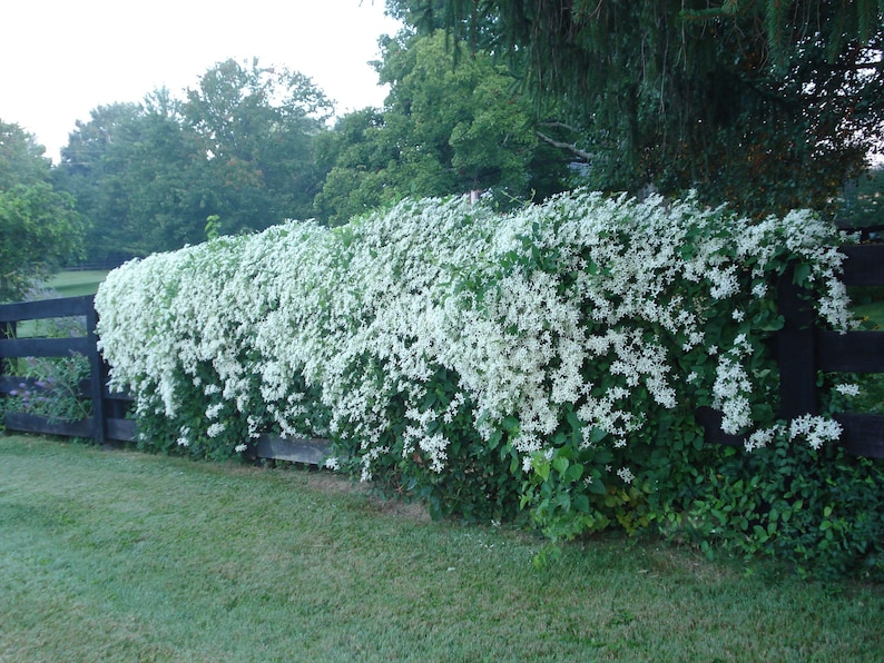 Sweet Autumn Clematis Clematis terniflora 50 Seeds USA Company image 4