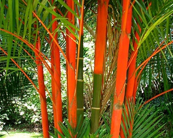 Ceralacca Palm Cyrtostachys renda 20 semi USA Company