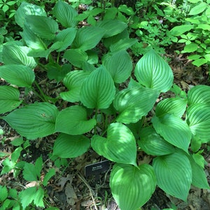 Blue Plantain Lily Hosta ventricosta 50 Seeds USA Company image 7