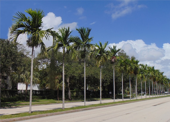 Solitaire Palm Alexander Palm 