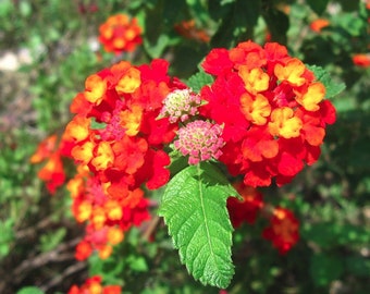 Red Lantana  Shrub Verbana  Lantana camara   100 Seeds  USA Company