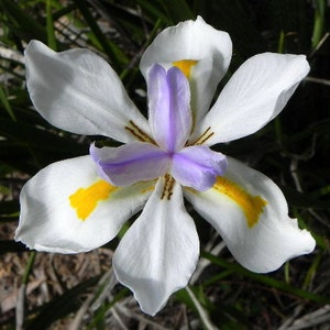 Wild Iris   Fairy Iris   Dietes grandiflora   100 Seeds  USA Company