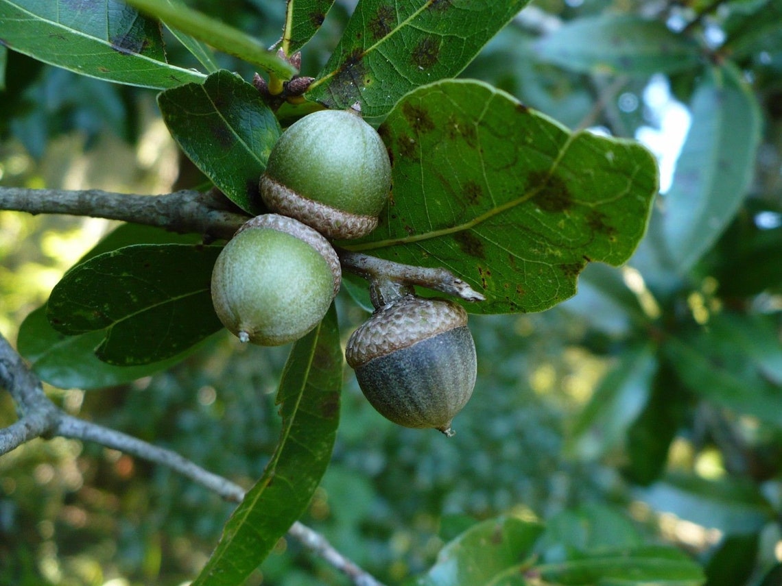 Laurel Oak Quercus laurifolia Organic 10 Seeds Free  Etsy