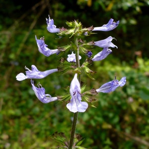 リラ葉セージ Salvia lyrata 20粒