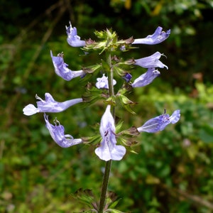 Lyre-Leaved Sage   Salvia lyrata  20 Seeds  USA Company