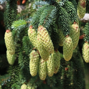 Sitka Spruce Picea sitchensis 100 Seeds USA Company image 4
