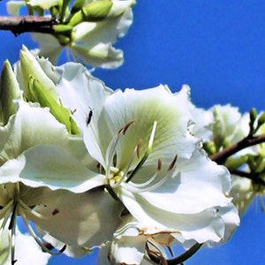 White Orchid Tree   Bauhinia variegata Alba   20 Seeds  USA Company