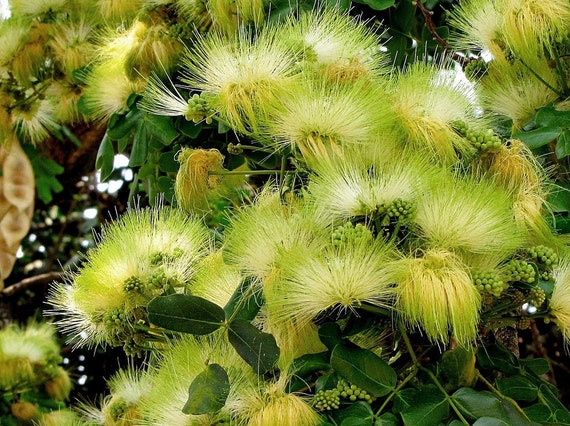 Albizia lebbeck 