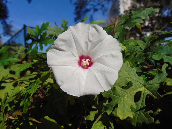 Cutleaf Morning Glory Alamo Vine Wood Rose Merremia Dissecta Organic 10 Fresh Seeds Free Us Shipping - 
