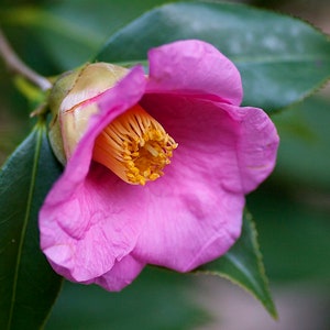 Camélia japonesa 5 sementes Camelia japonica