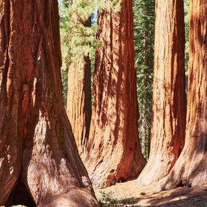 Giant Sequoia Redwood Sequoiadendron Giganteum 50 Seeds USA Company image 9