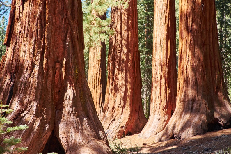 Giant Sequoia Redwood Sequoiadendron Giganteum 50 Seeds USA Company image 9