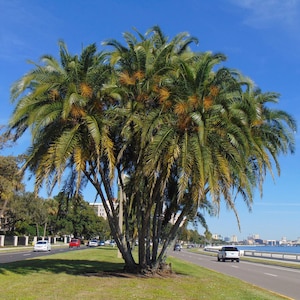Senegal Date Palm   Phoenix reclinata  100  Seeds