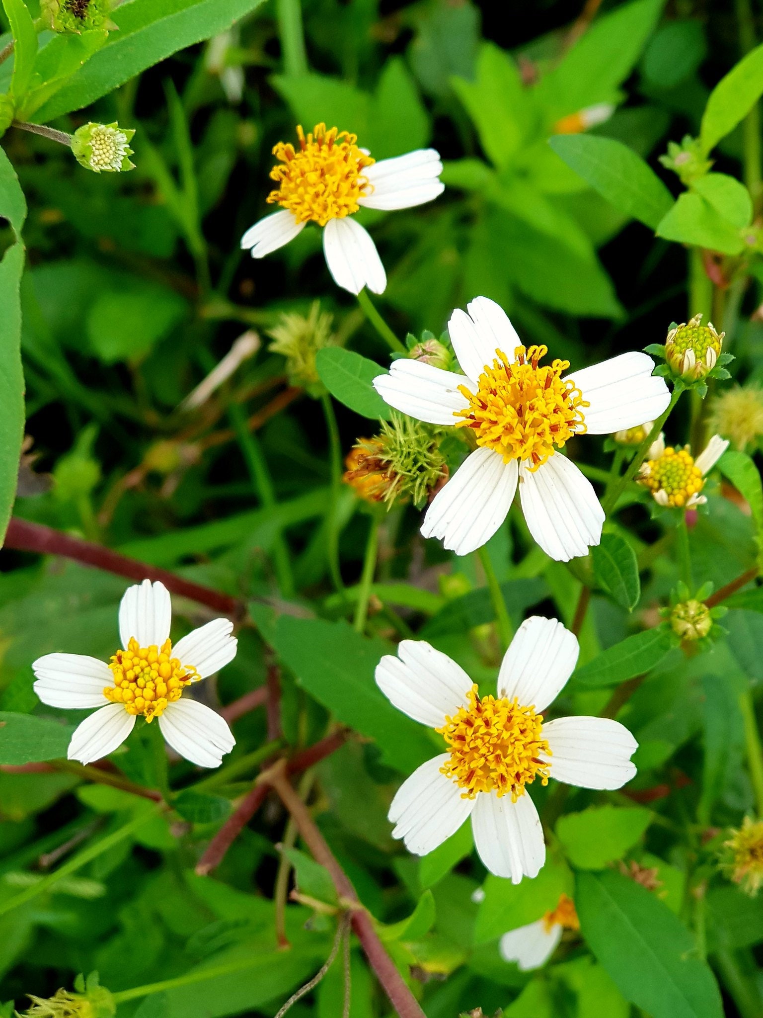 Spanish Needles Bidens pilosa Organic 50 Seeds Free Etsy