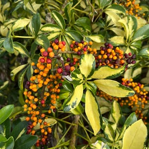 Dwarf Umbrella Tree   Schefflera arboricola   100 Seeds