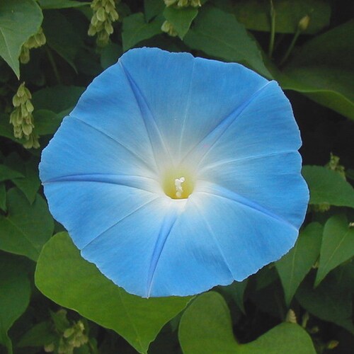Heavenly Blue   Morning Glory   Ipomoea tricolor   20 Seeds  USA Company