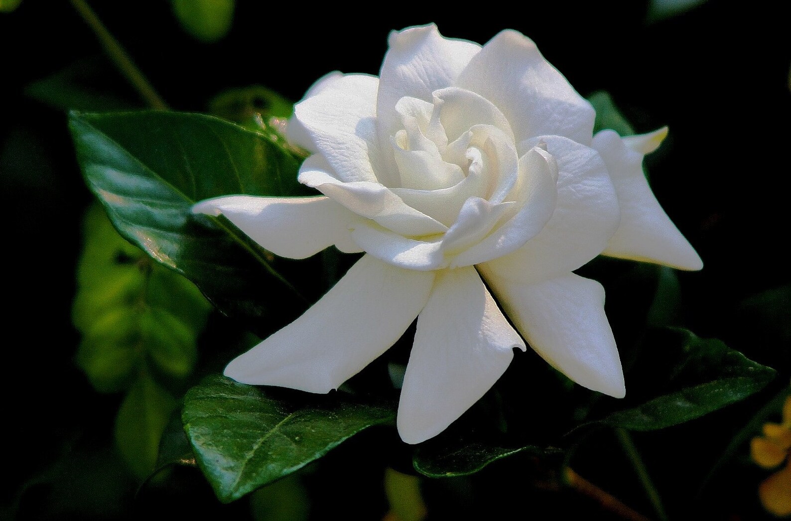 Gardenia Cape Jasmine Gardenia Jasminoides 20 Seeds - Etsy