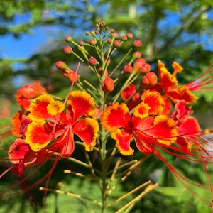 Pride of Barbados  Caesalpinia pulcherrima  20 Seeds  USA Company