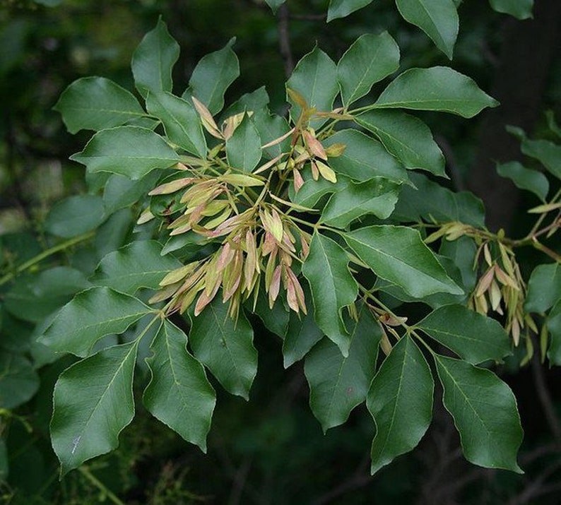 Flowering Ash Fraxinus ornus 20 Seeds USA Company image 7