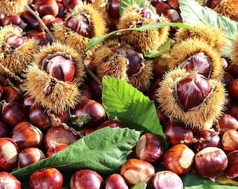 Sweet Chestnut   Castanea sativa   5 Seeds  USA Company