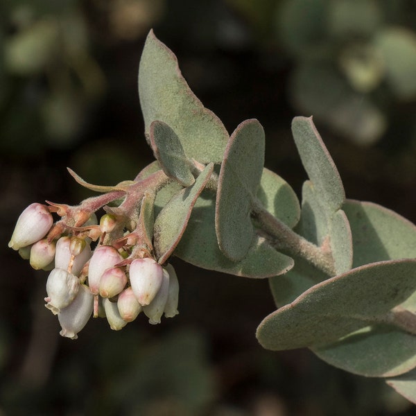 Manzanita  Arctostaphylos manzanita  20 Seeds  USA Company