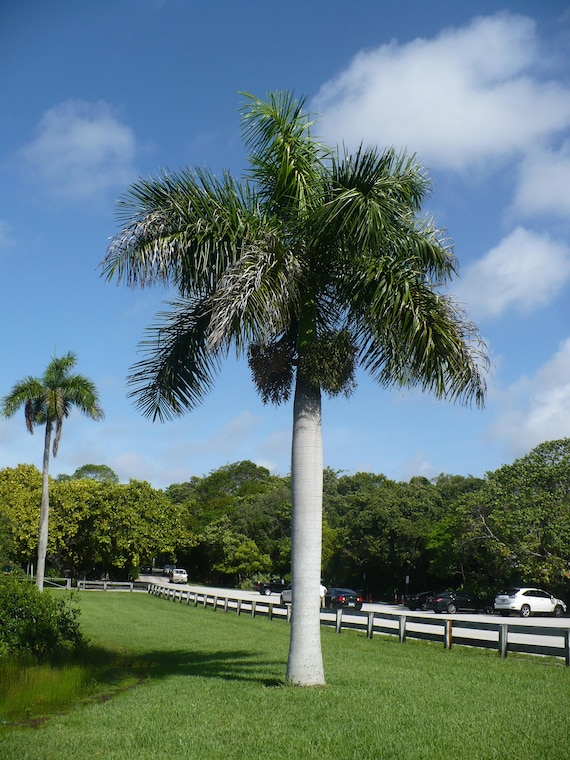 Royal Palm Roystonea regia Organic 10 Seeds Free US Etsy