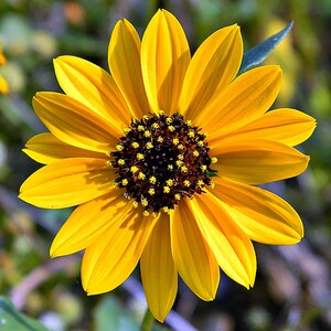 Beach Sunflower   Helianthus debilis 10 Seeds  USA Company