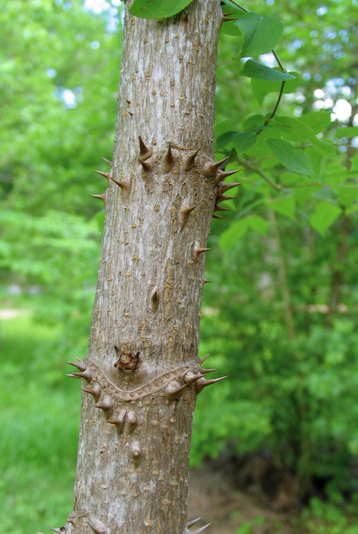Devil's Walking Stick Aralia Spinosa 50 Seeds Etsy