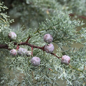 Himalayan Cypress Cupressus torulosa 200 Seeds USA Company image 3