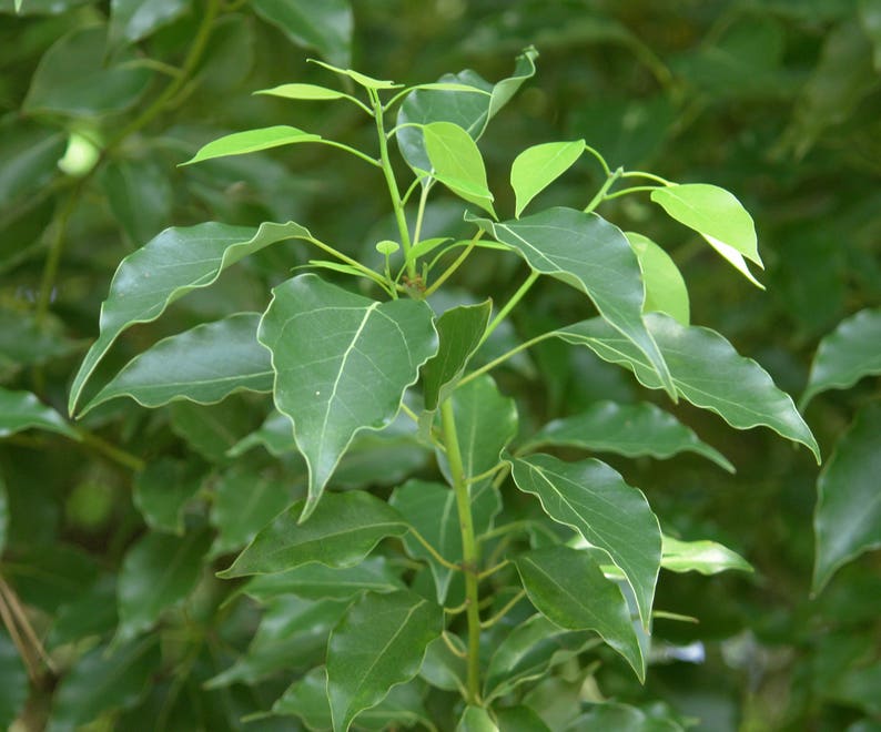 Camphor Tree Cinnamomum Camphora 10 Seeds free US Shipping Etsy