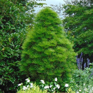 Japanese Umbrella Pine   Sciadopitys verticillata  10 Seeds  USA Company