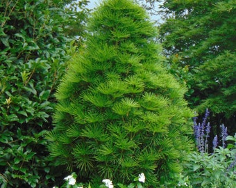 Japanese Umbrella Pine   Sciadopitys verticillata  10 Seeds  USA Company