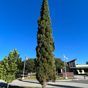 Italian Cypress Cupressus sempervirens 500 Seeds USA Company image 2