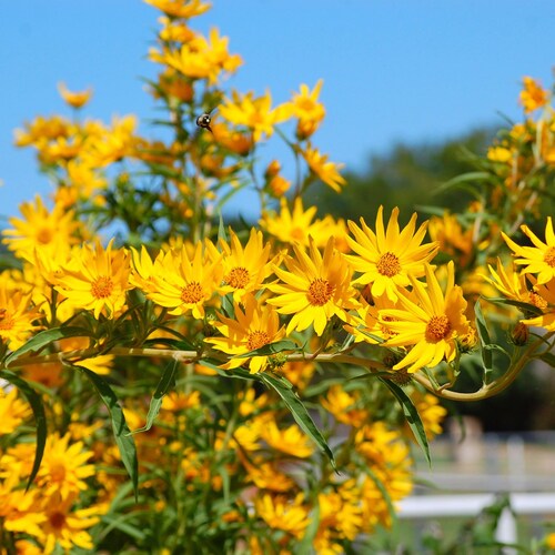 Maximilian's Sunflower   Helianthus maximiliani   500 Seeds  USA Company
