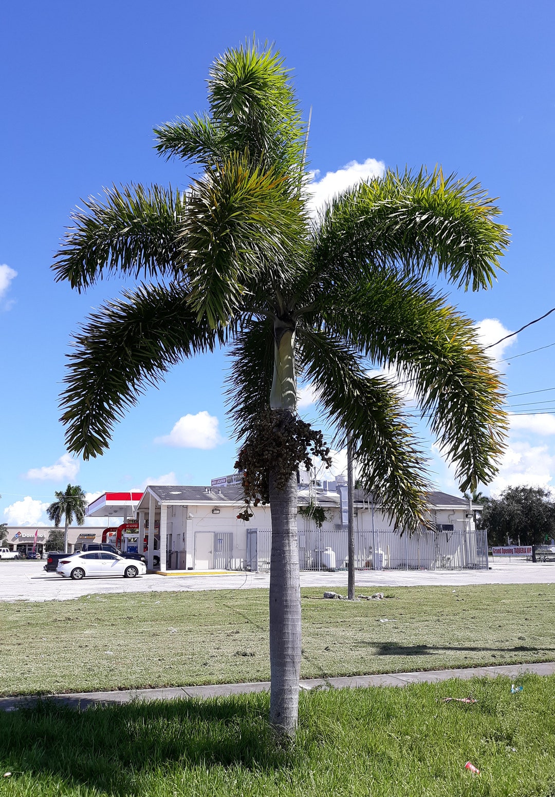 Foxtail Palm Wodyetia Bifurcata 10 Seeds Etsy