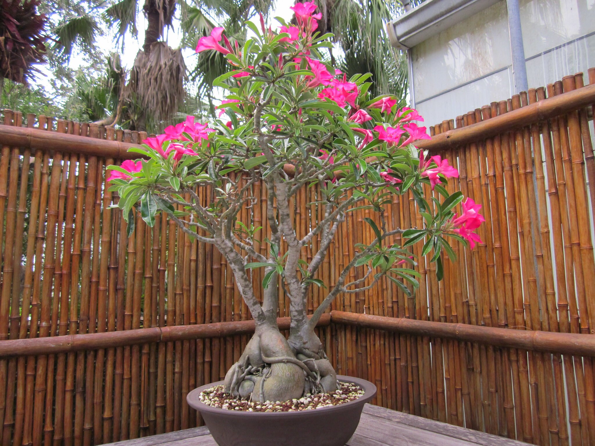 Adenium Obesum Royal Purple Wüstenrose - 3 Samen Exotische Pflanze