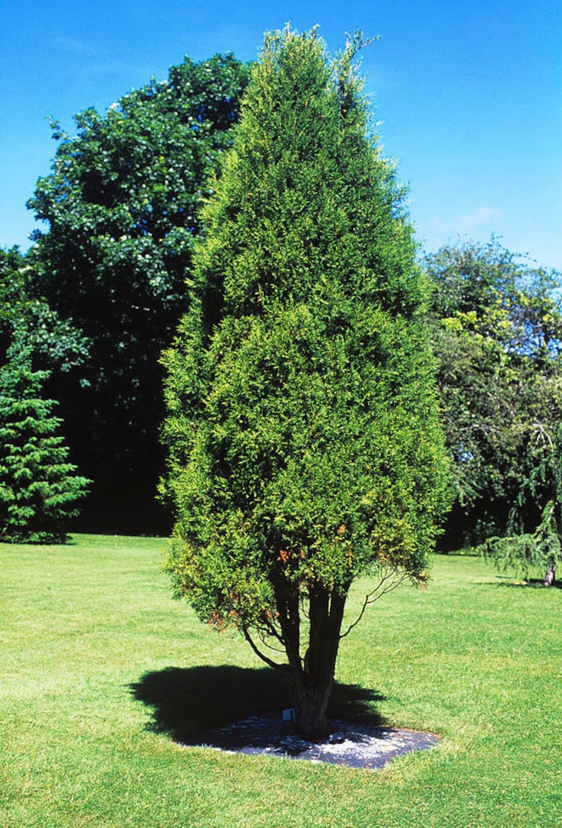 Himalayan Cypress Cupressus torulosa 200 Seeds USA Company image 2