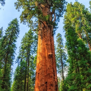 Giant Sequoia Redwood Sequoiadendron Giganteum 50 Seeds USA Company image 7