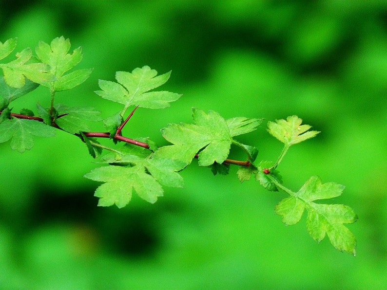 English Hawthorn Crataegus monogyna 20 Seeds USA Company image 4