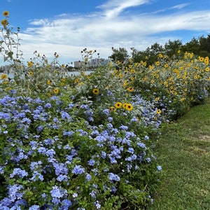 Plumbago Cape Leadplant Plumbago auriculata 20 Seeds USA Company image 6