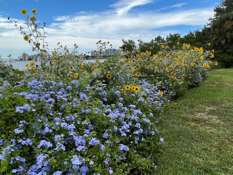 Plumbago Cape Leadplant Plumbago auriculata 20 Seeds USA Company image 6