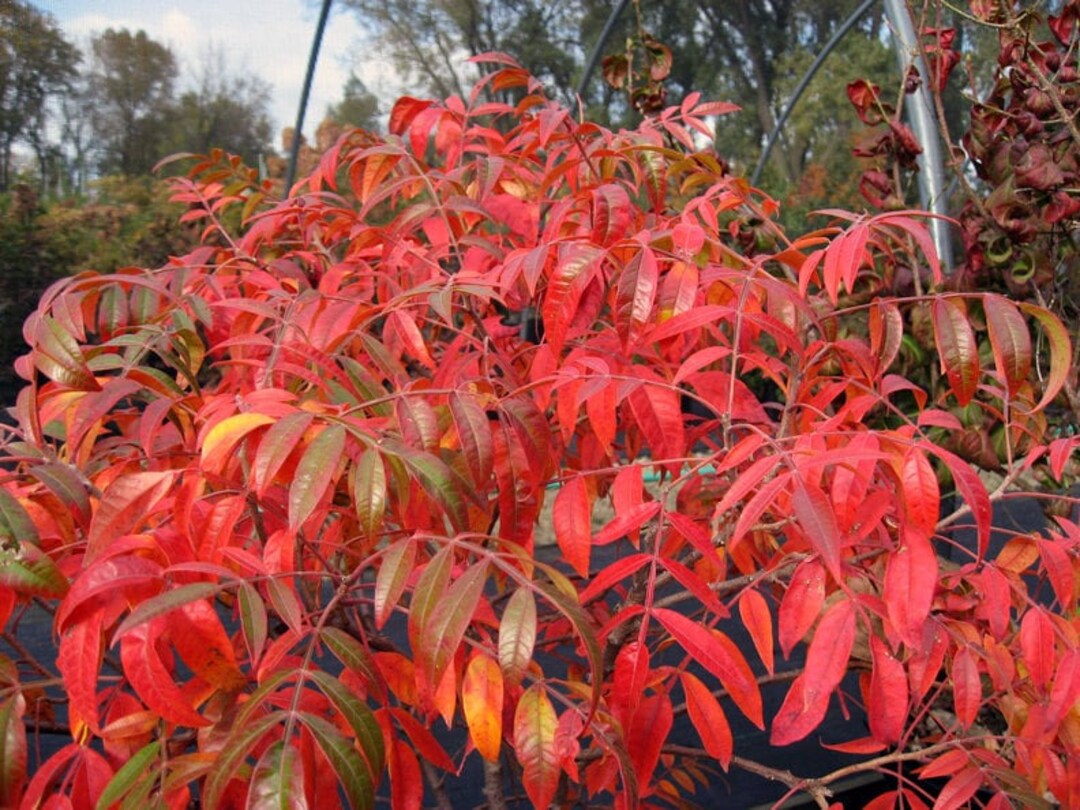 Winged Sumac Rhus Glabra 100 Seeds Etsy